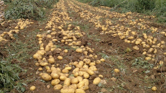 A potato field in Turkey during harvest.jpg