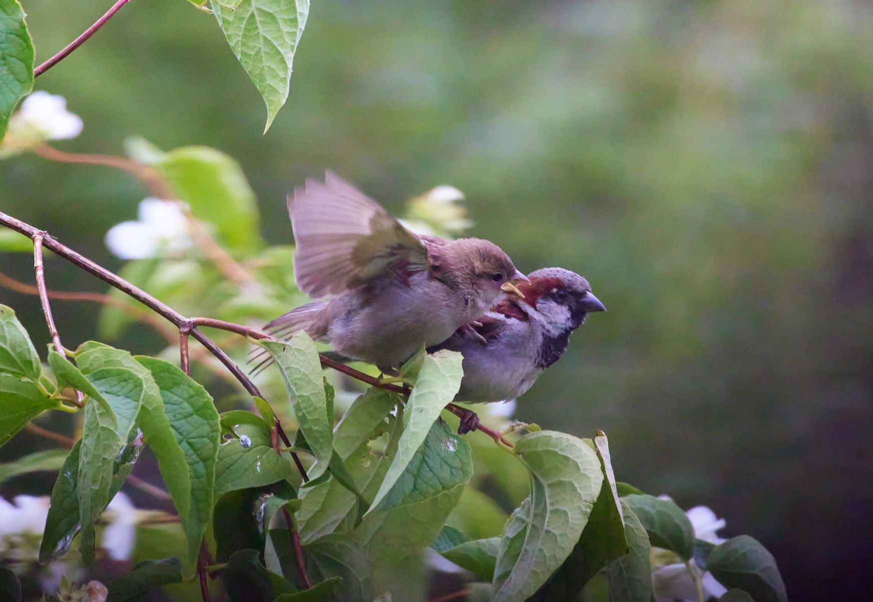 Baby bird needs attention.jpg