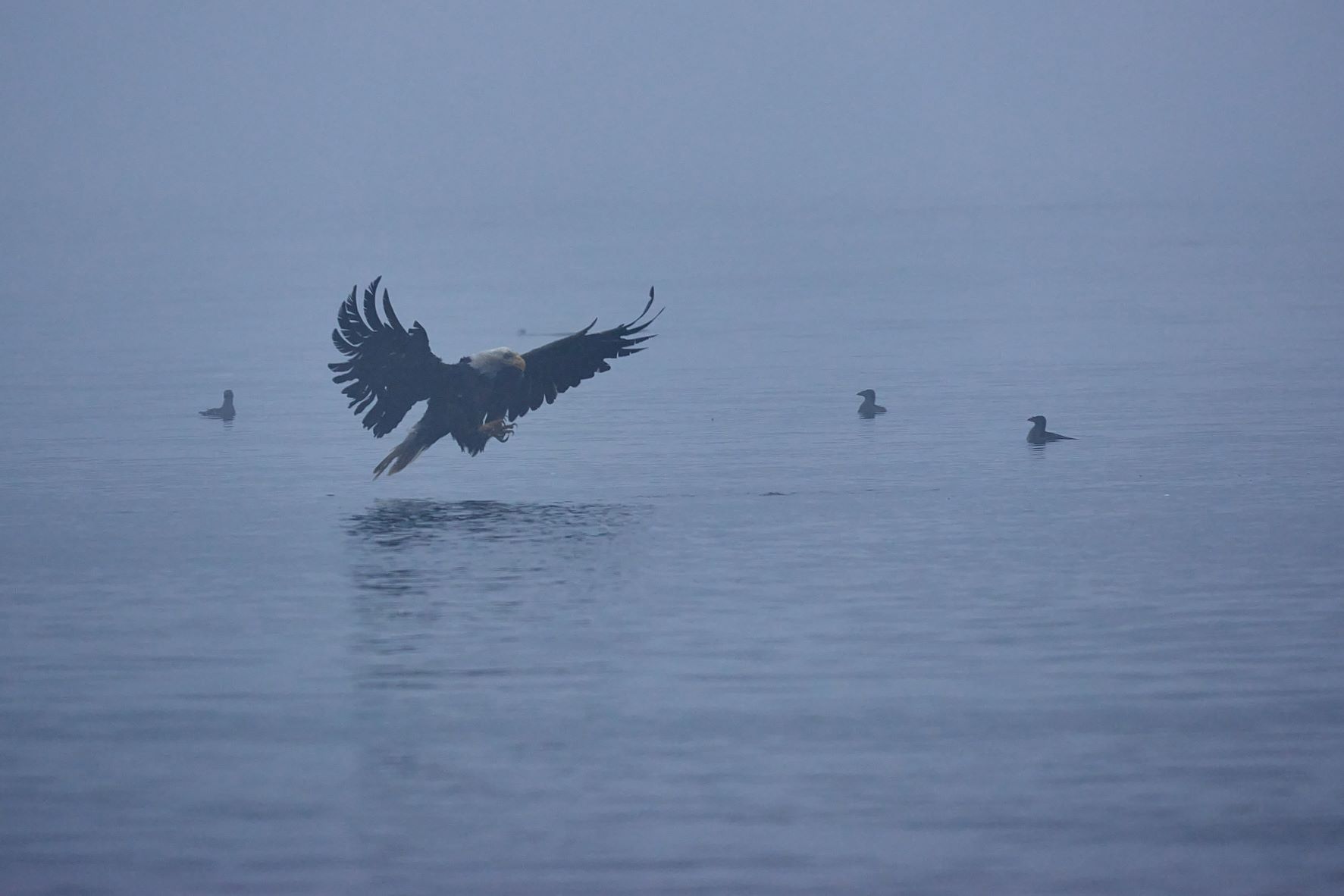 Bald Eagle in mist.jpg