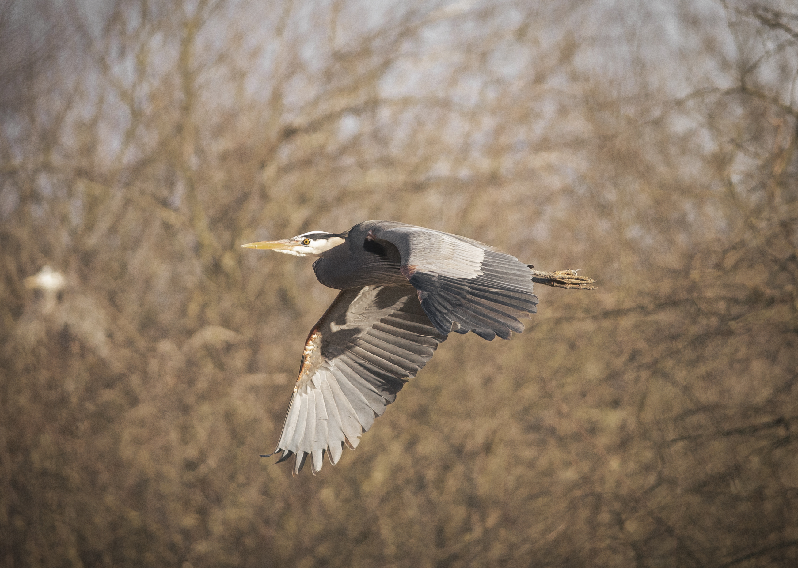 heron in flight crop.jpg