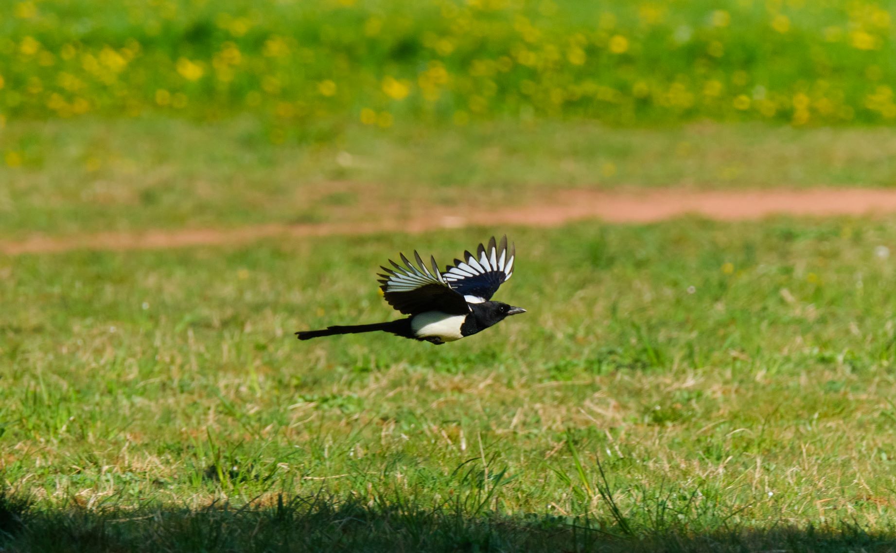 Magpie.jpg