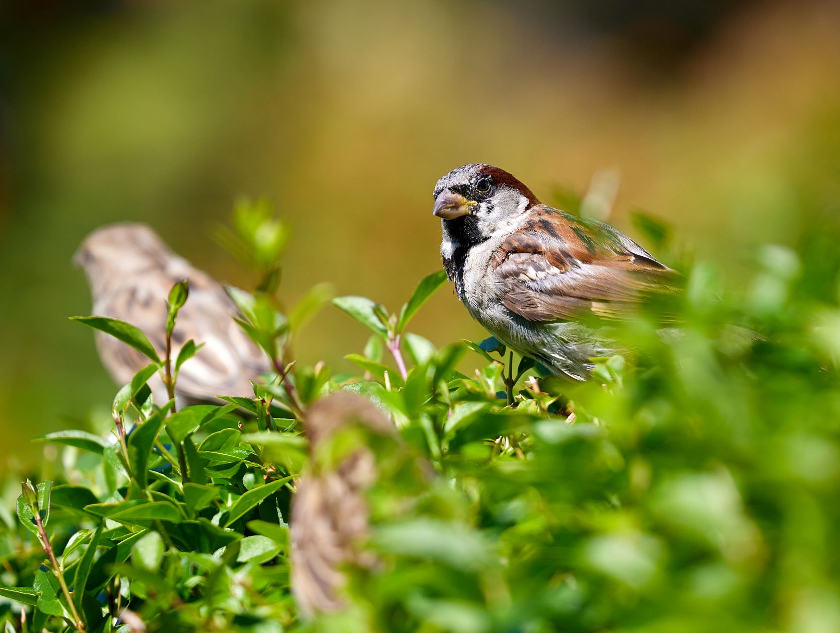 Sparrow in hedge.jpg