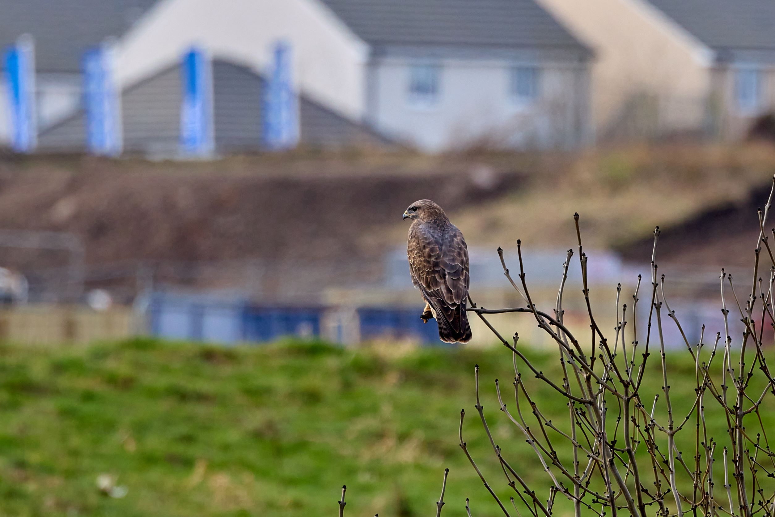 Sparrowhawk.jpg