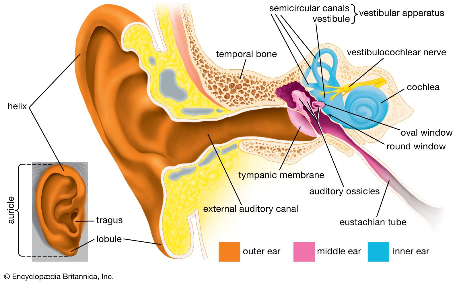 structures-outer-ear.jpg