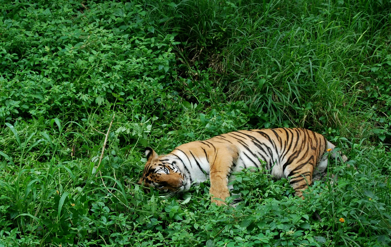 Tiger2_sm.jpg