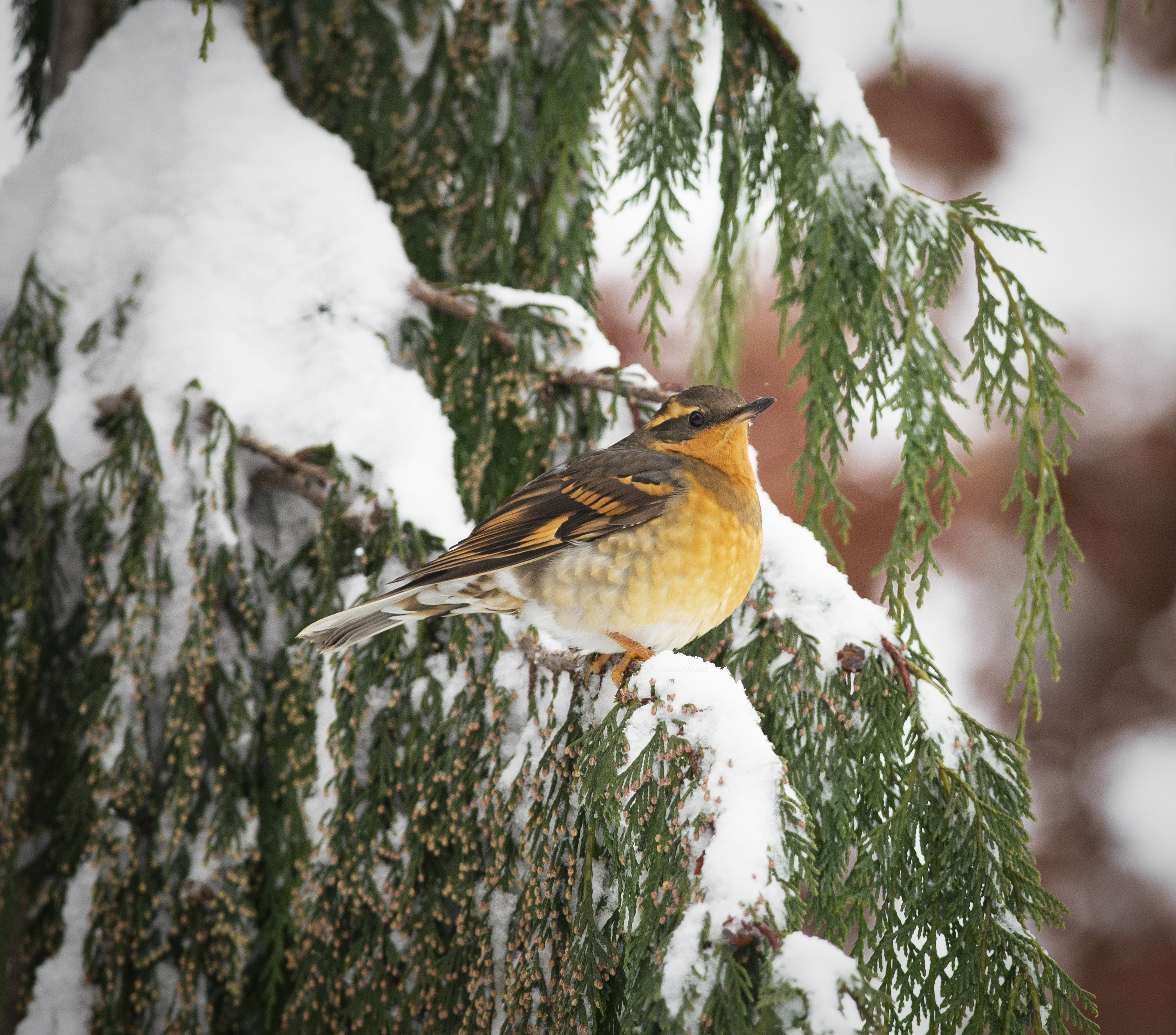 winter bird.jpg